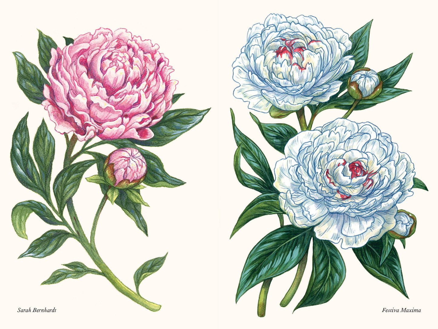 Peonies: A Little Book of Flowers (Valentines, Galentines)