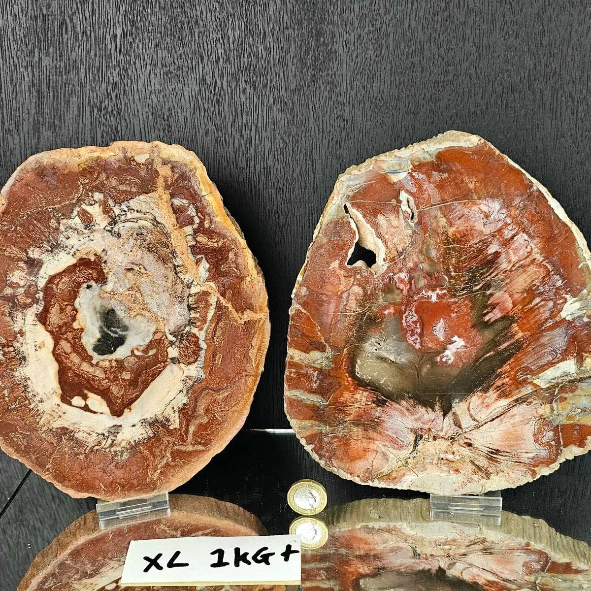 Fossil Wood Crystal Slices XL