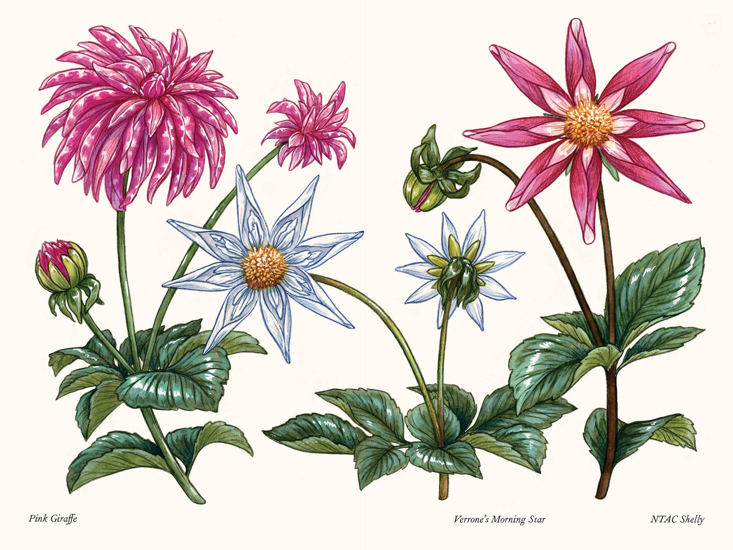 Dahlias: A Little Book of Flowers (Valentines, Galentines)