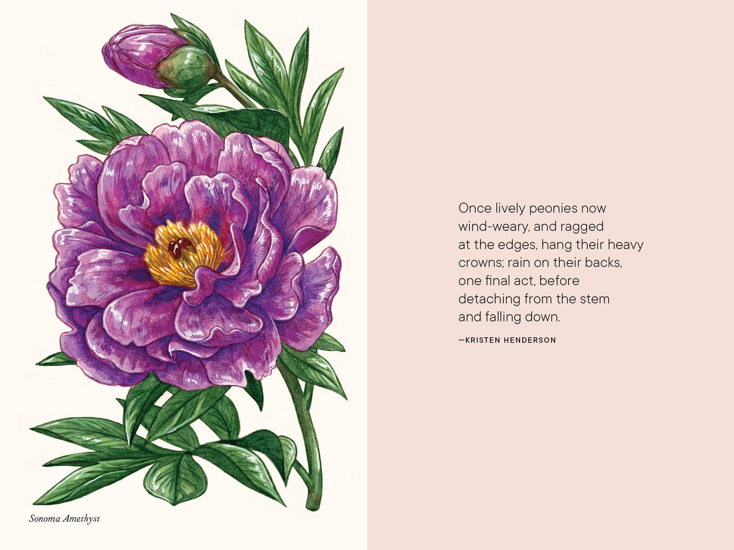 Peonies: A Little Book of Flowers (Valentines, Galentines)