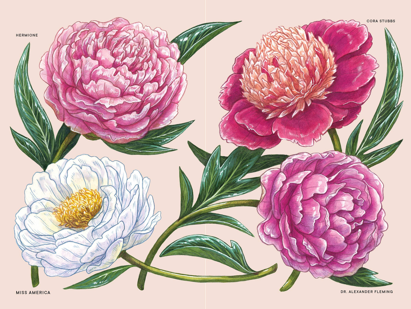 Peonies: A Little Book of Flowers (Valentines, Galentines)