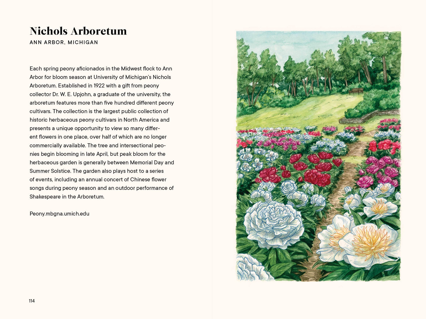 Peonies: A Little Book of Flowers (Valentines, Galentines)