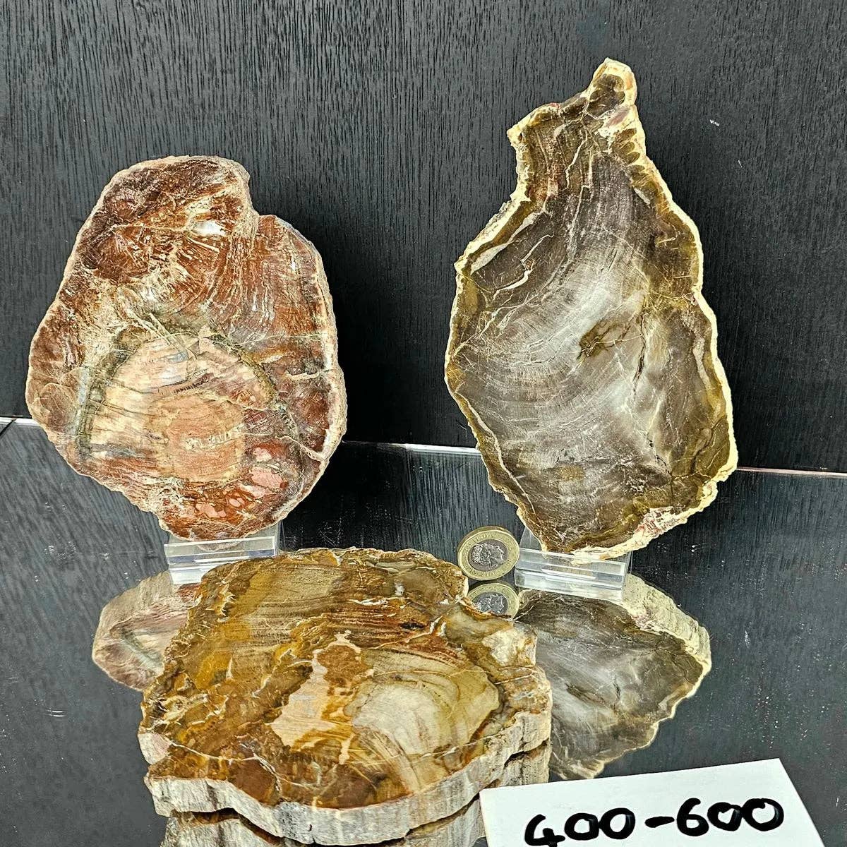 Fossil Wood Crystal Slices XL