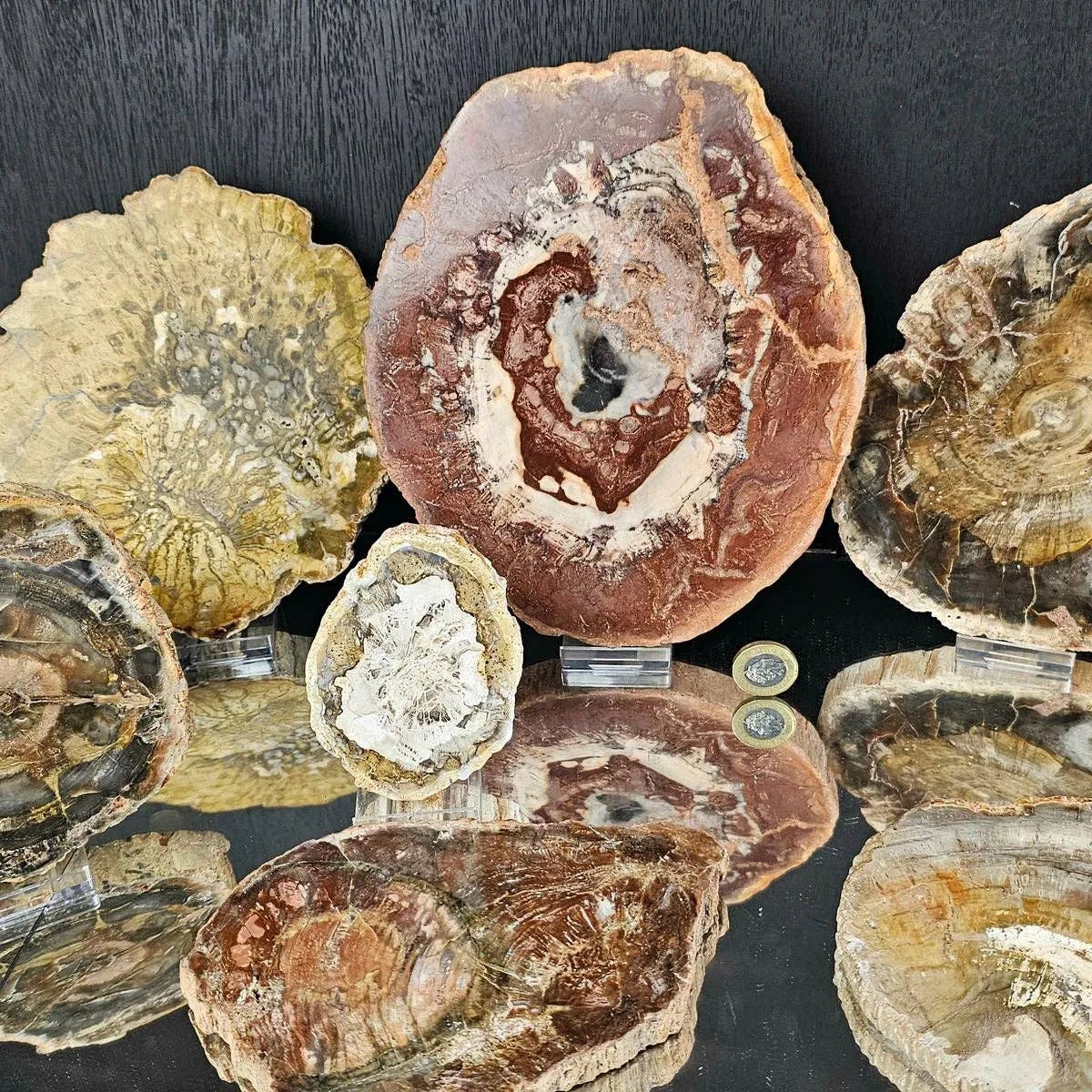 Fossil Wood Crystal Slices XL
